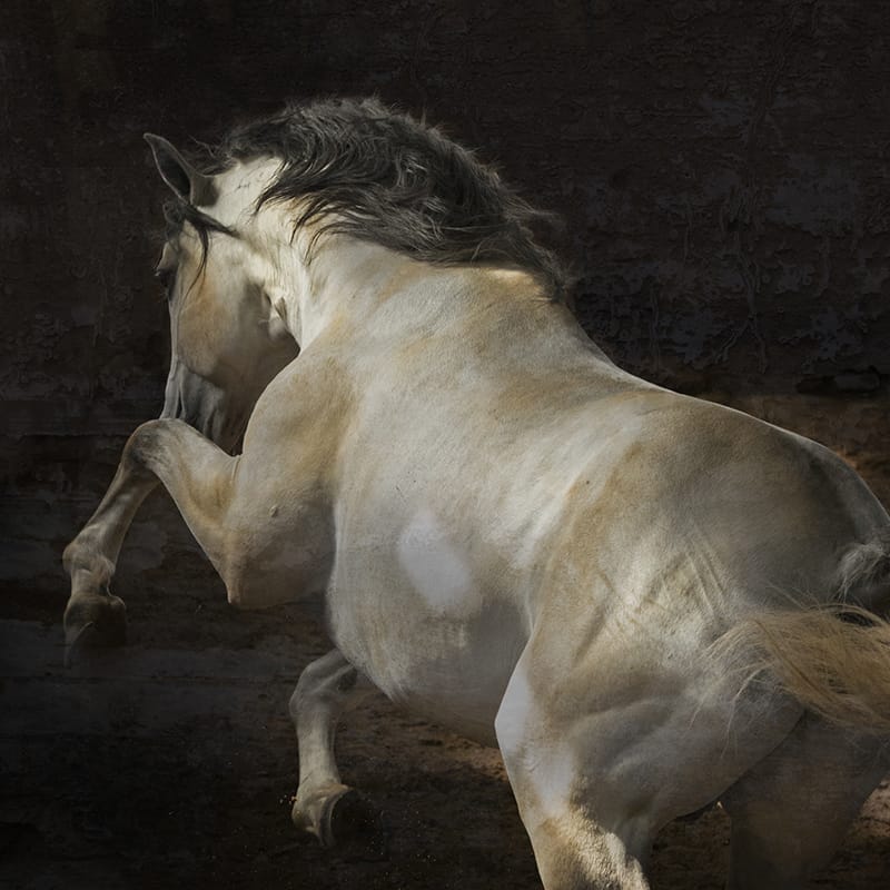 Portuguese Horses by Nur Tucker