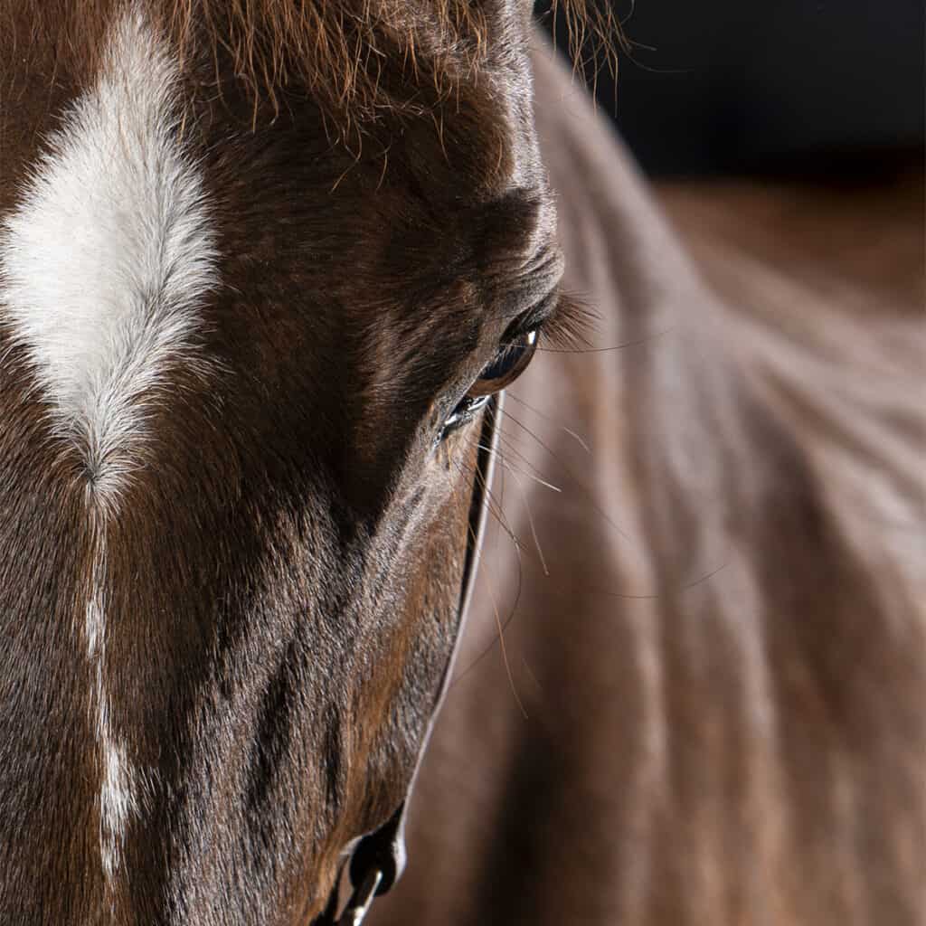 Chestnut_Horse_Portrait_by_Nur_Tucker